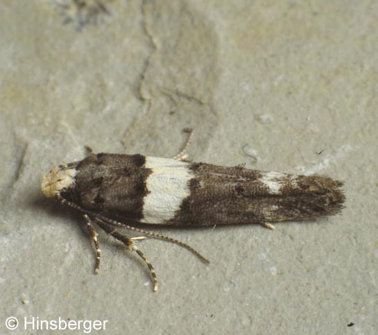 Recurvaria leucatella (CLERCK, 1759)