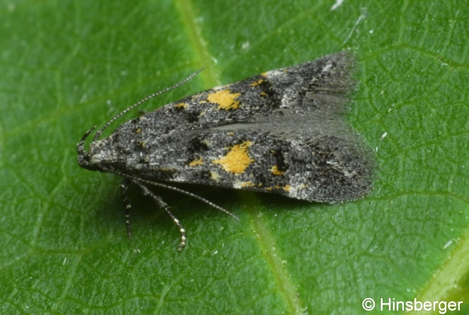 Teleiodes flavimaculella (HERRICH-SCHFFER, 1854)