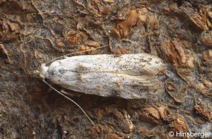 Teleiodes alburnella (ZELLER, 1839)