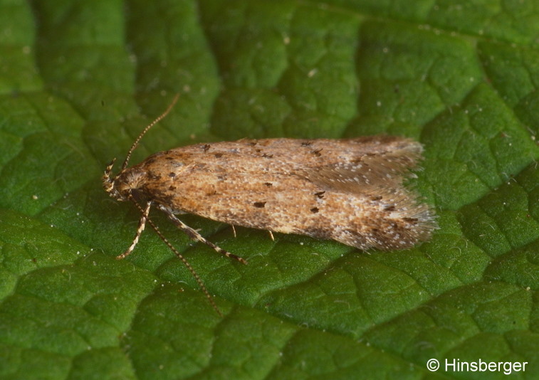 Teleiodes paripunctella (THUNBERG, 1794)