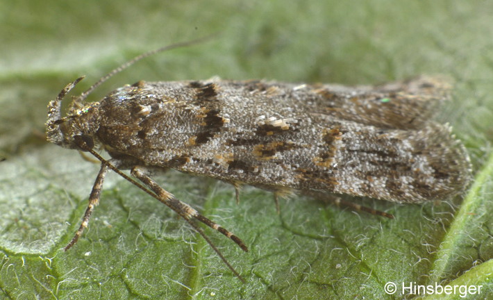 Teleiopsis diffinis (HAWORTH, 1828)