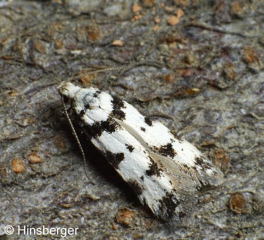 Pseudotelphusa scalella (SCOPOLI, 1763)