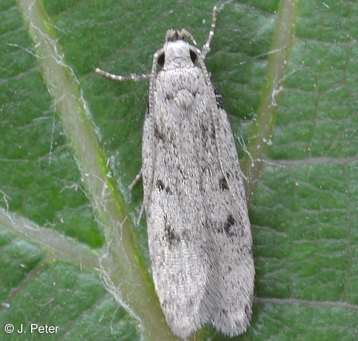 Gelechia rhombella (DENIS & SCHIFFERMLLER, 1775)