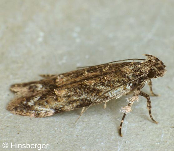 Psoricoptera gibbosella (ZELLER, 1839)