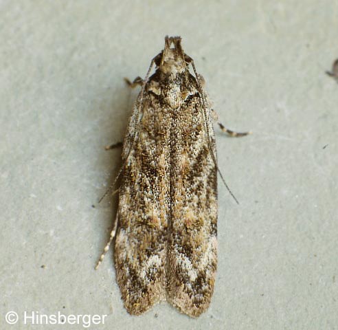 Psoricoptera gibbosella (ZELLER, 1839)