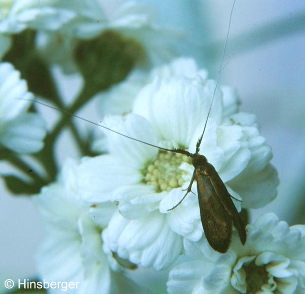 Nemophora violellus (STAINTON, 1851)