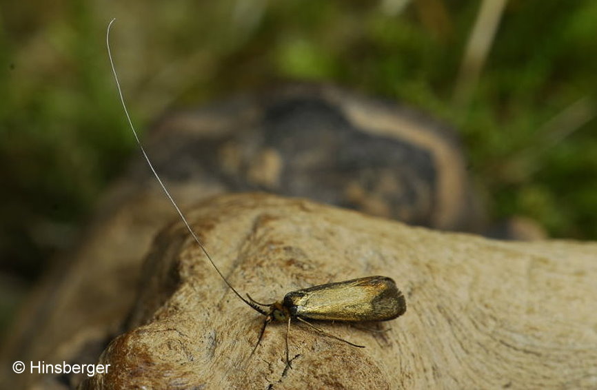 Nemophora violellus (STAINTON, 1851)