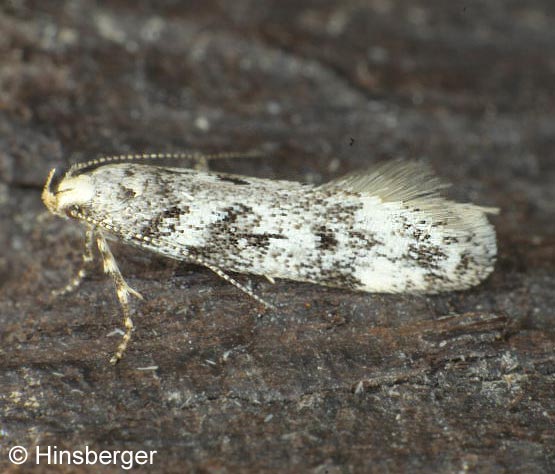 Chionodes electella (ZELLER, 1839)