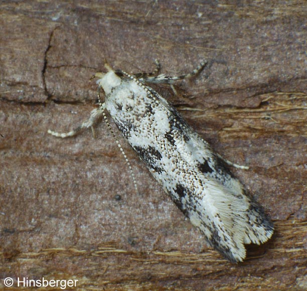 Chionodes electella (ZELLER, 1839)