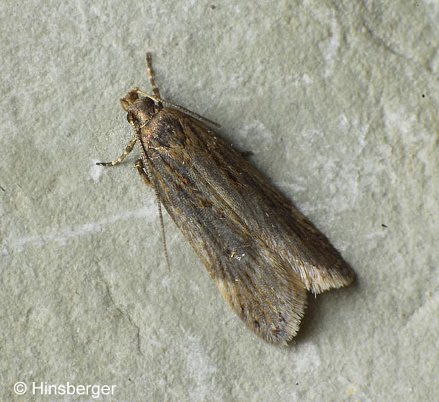 Aroga velocella (ZELLER, 1839)