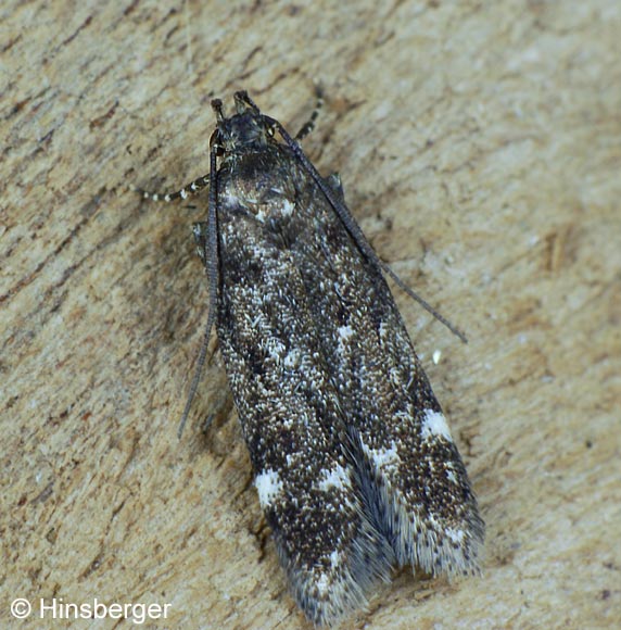 Neofriseria peliella (TREITSCHKE, 1835)