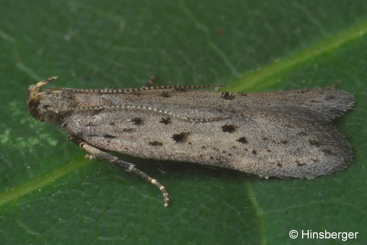 Athrips mouffetella (LINNAEUS, 1758)