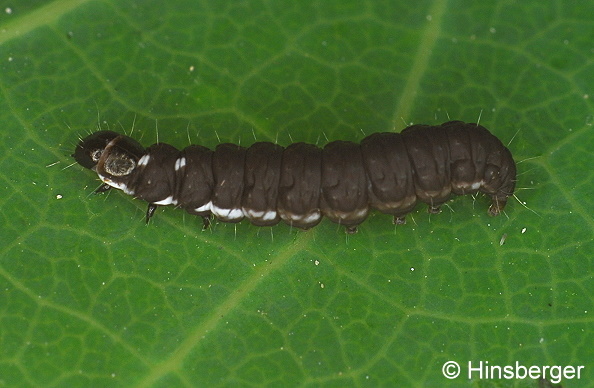 Athrips mouffetella (LINNAEUS, 1758)