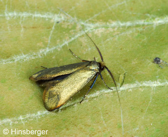 Adela reaumurella (LINNAEUS, 1758)