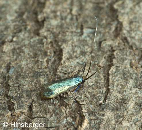 Adela reaumurella (LINNAEUS, 1758)