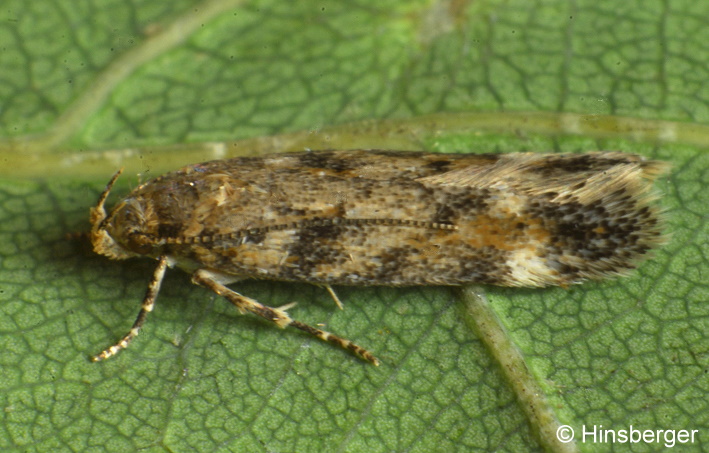 Caryocolum fraternella (DOUGLAS, 1851)