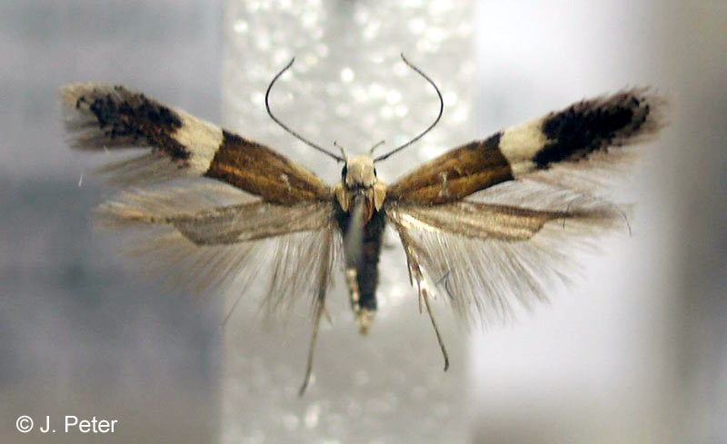 Syncopacma polychromella (REBEL, 1902)