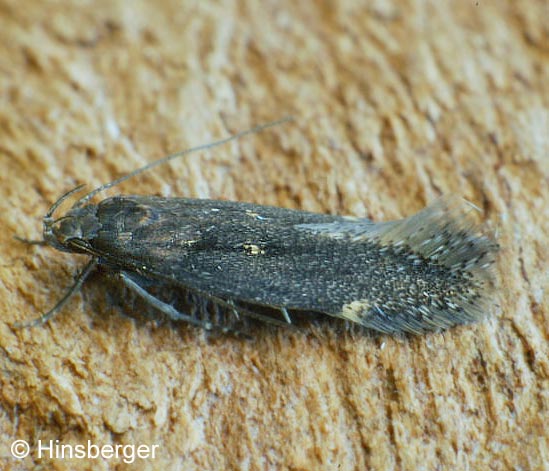 Aproaerema anthyllidella (HBNER, 1813)