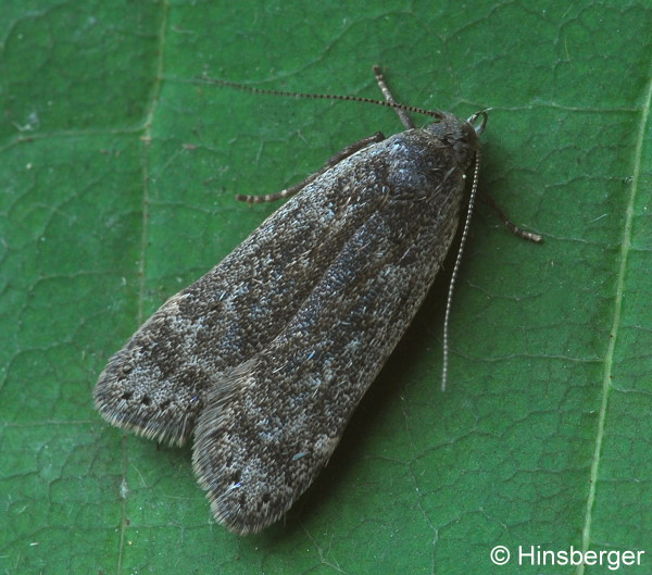 Anacampsis populella (CLERCK, 1759)