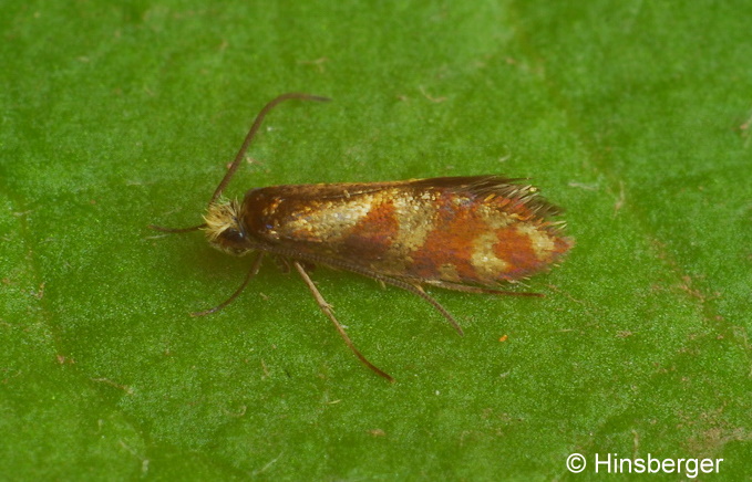 Micropterix tunbergella (FABRICIUS, 1787)
