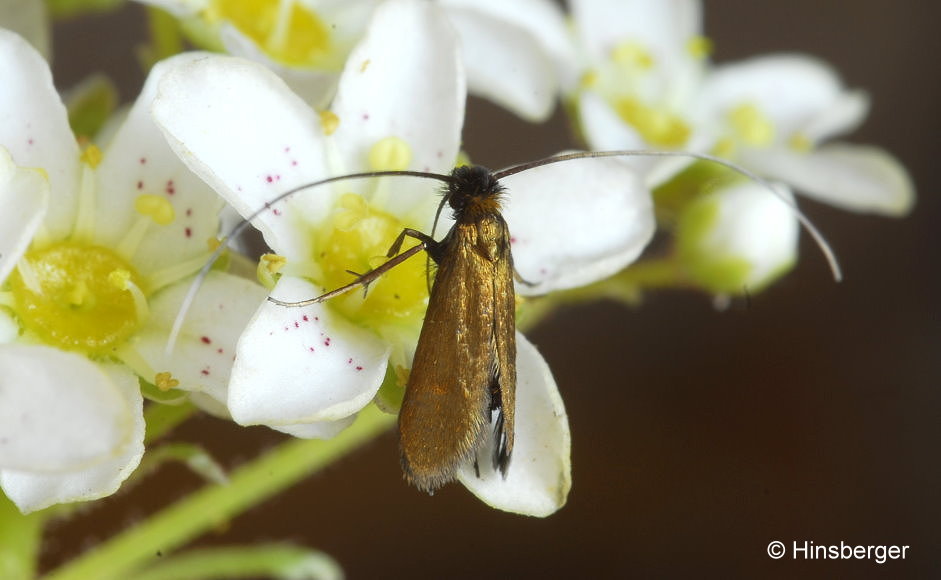 Cauchas rufimitrella (SCOPOLI, 1763)