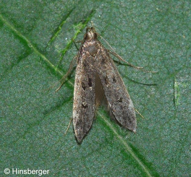 Dichomeris alacella (ZELLER, 1839)