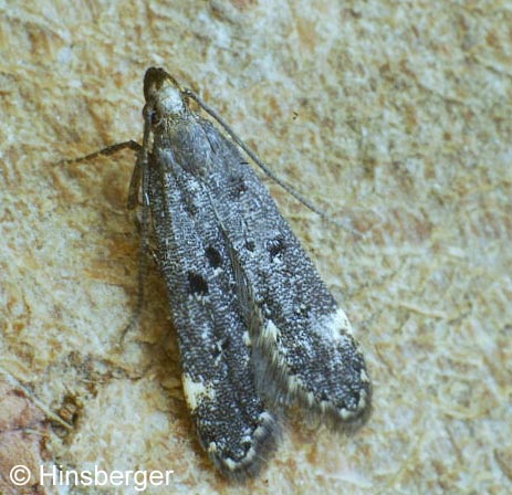 Dichomeris alacella (ZELLER, 1839)