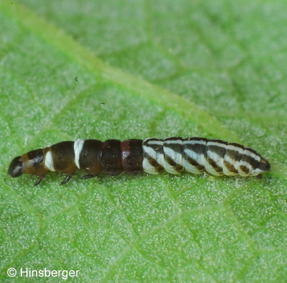Helcystogramma lutatella (HERRICH-SCHFFER, 1854)