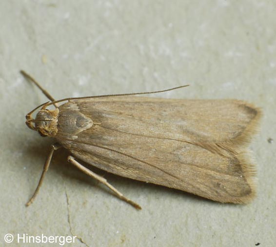 Acompsia cinerella (CLERCK, 1759)