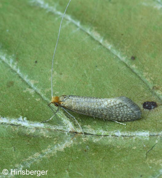 Nematopogon adansoniella (VILLERS, 1789)