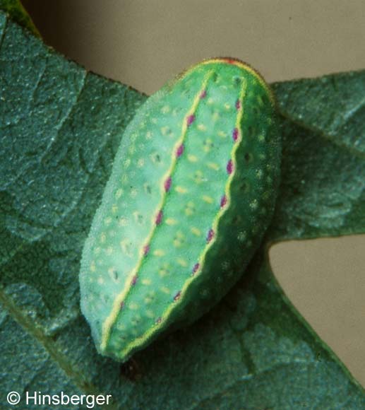 Apoda limacodes (HUFNAGEL, 1766)