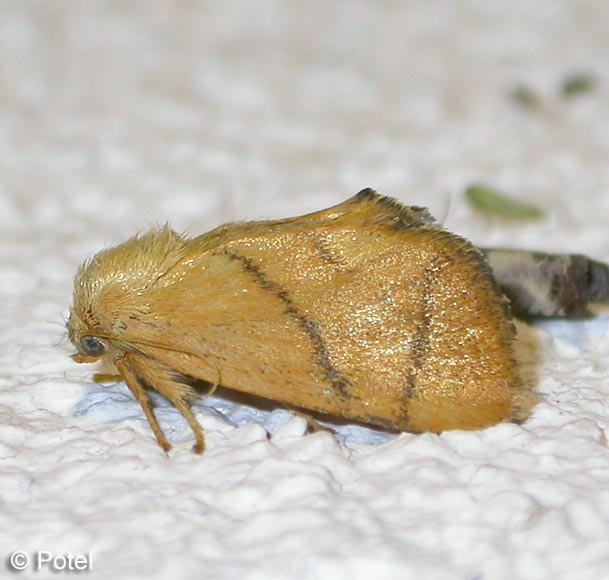 Apoda limacodes (HUFNAGEL, 1766)