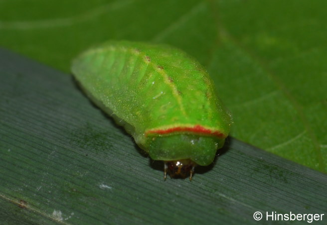 Apoda limacodes (HUFNAGEL, 1766)