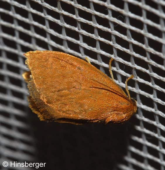 Heterogenea asella (DENIS & SCHIFFERMLLER, 1775)