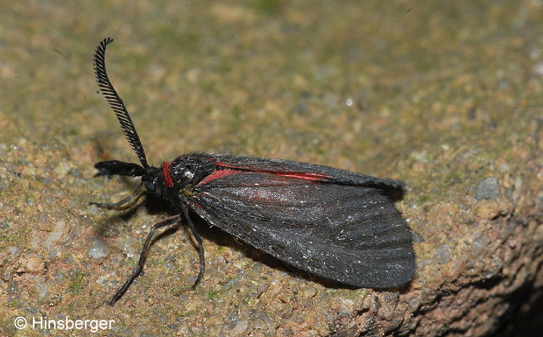 Aglaope infausta (LINNAEUS, 1767)