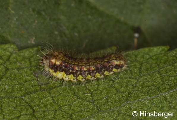 Aglaope infausta (LINNAEUS, 1767)