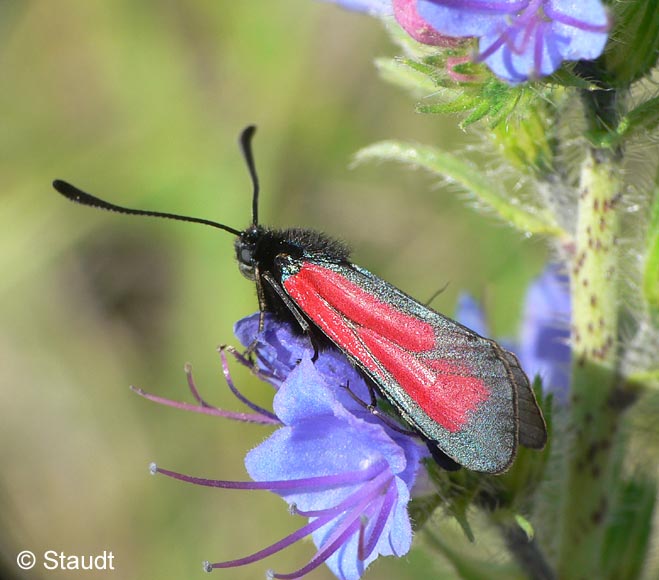 Zygaena purpuralis (BRNNICH, 1763)