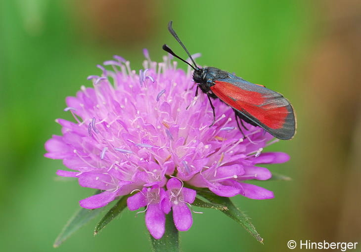 Zygaena purpuralis (BRNNICH, 1763)