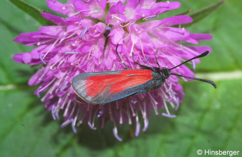 Zygaena purpuralis (BRNNICH, 1763)