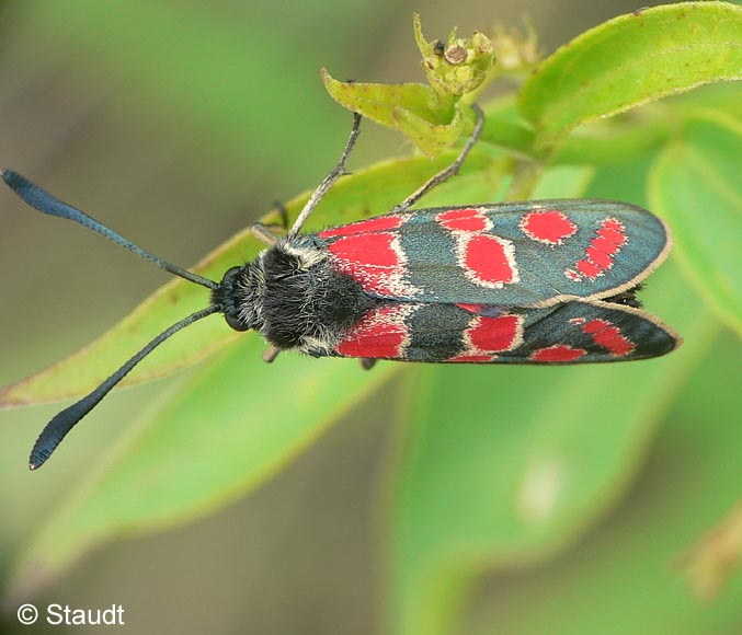 Zygaena carniolica (SCOPOLI, 1763)