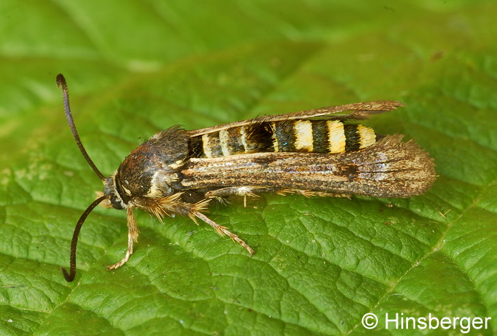 Pennisetia hylaeiformis (LASPEYRES, 1801)