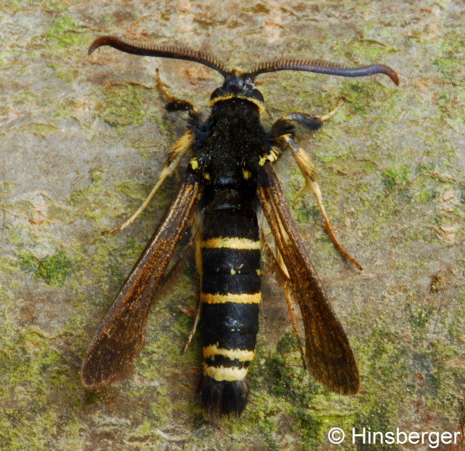 Paranthrene tabaniformis (ROTTEMBURG, 1775)