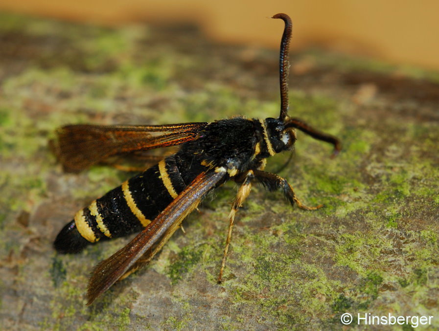 Paranthrene tabaniformis (ROTTEMBURG, 1775)