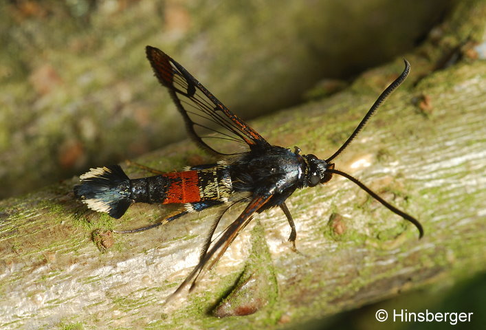 Synanthedon formicaeformis (ESPER, 1783)