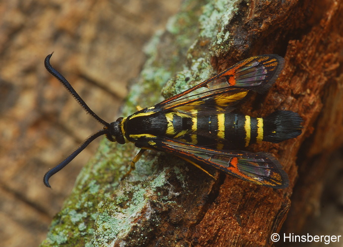 Synanthedon vespiformis (LINNAEUS, 1761)