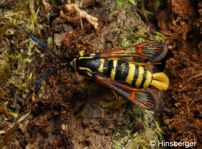 Synanthedon vespiformis (LINNAEUS, 1761)