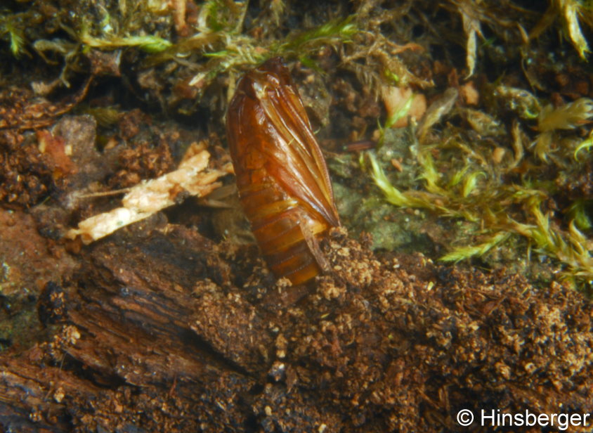 Synanthedon vespiformis (LINNAEUS, 1761)