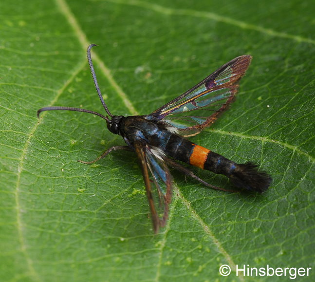 Synanthedon myopaeformis (BORKHAUSEN, 1789)