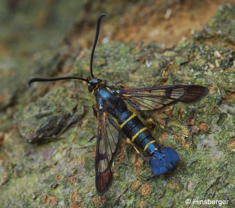 Synanthedon spuleri (FUCHS, 1908)