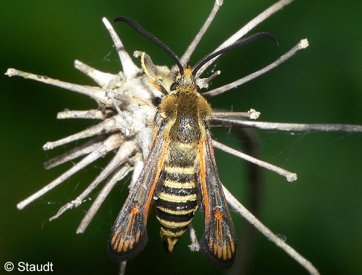 Bembecia ichneumoniformis (DENIS & SCHIFFERMLLER, 1775)